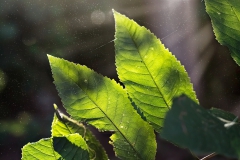 Leaves of Green